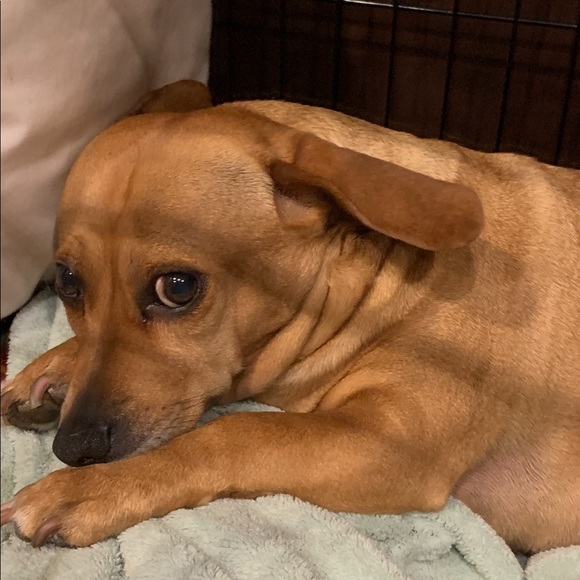 Choose any 3 Items priced $20 & below for $20 provided it’s within the 5lb limit - Picture 4 of 8